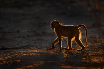 Africa backlight sunset. Chacma baboon, Papio ursinus, monkey from Moremi, Okavango delta,...