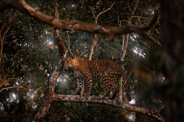 India wildlife, leopard on the tree in the forest. Indian leopard, Panthera pardus fusca, in the nature habitat, Kabini Nagarhole NP in India. Big cat in Asia. Evening in the nature, rest relaxation.