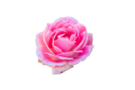 pink flower rose, Falling pink rose isolated on grey background, clipping path, full depth of field. Ready for design. High quality pictures, real shot, Beautiful pink rose isolated on white backgroun