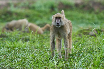 Troop of Yellow Baboon (Papio cynocephalus) feeding on grassland in South Luangwa National Park,...