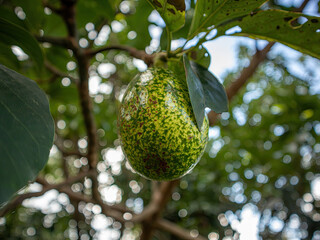 A green avocado hanging from a tree