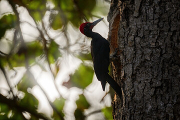 White-bellied woodpecker, Dryocopus javensis, big black bird with red crest in the nature habitat. Woodpecker on the tree trunk in the nature, Nagarhole NP in India. Bird from Asia, wildlife.