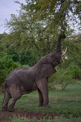 Obraz premium Large male African Elephant (Loxodonta africana) browsing in South Luangwa National Park, Zambia 