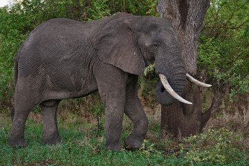 Large male African Elephant (Loxodonta africana) browsing in South Luangwa National Park, Zambia      