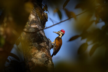 Red crest woodpecker on the tree in nature habitat. Black-rumped Flameback, Dinopium benghalense, tree trunk with blue sky, Kabini Nagarhole in India. Birdwatching in India.