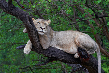 Young male Lion (Panthera leo) resting on the dead branch of a tree in South Luangwa National Park, Zambia