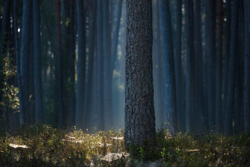 PINE FOREST - Conifers and forest floor in sunlight and morning mist
