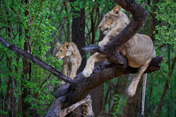 Young male Lion (Panthera leo) resting on the dead branch of a tree in South Luangwa National Park, Zambia