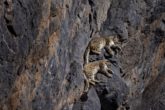 Snow leopard sleeping on the rock ledge, wild cat in the moutains habitat. Snow leopard on the rock in winter, sitting in the nature stone rocky mountain habitat, Spiti Valley, Himalayas in India.
