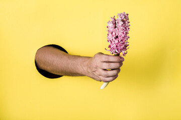 A hand from a hole in the paper wall holds a hyacinth flower on a yellow background. Side view.
