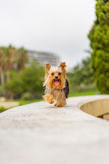 Vertical shot of a Yorkshire terrier dog walking with its tongue out