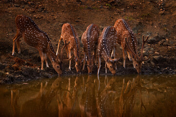 Axis spotted deer drinking water in the forest waterhole. Deers in the nature habitt, Kabini...