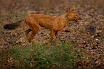 Fototapeta premium Dhole running in the forest. Dhole, Cuon alpinus, in the nature habitat, wild dogs from Kabini Nagarhole NP in India, Asia. Dhole, wildlife nature. Animals in the wood, dark dry day.