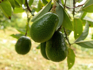A bunch of green avocados hanging from a tree