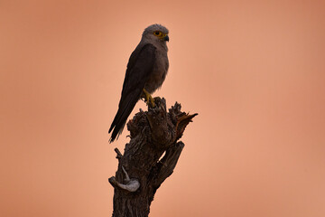 Dickinson's kestrel, Falco dickinsoni, Okavango delta in Botswana. Small falcon hawk in the perch durring sunset, pik orange sky, wildlife nature in Africa.