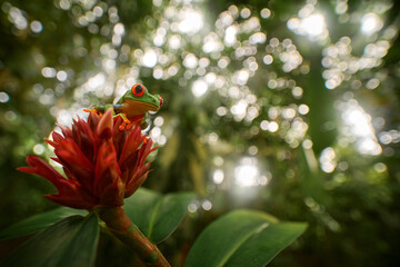 Wildlife. Frog from Costa Rica, wide angle lens. Wildlife scene tropic forest, animal in the habitat. Red-eyed Tree Frog in nature habitat, animal with big red eyes, above river in the forest.