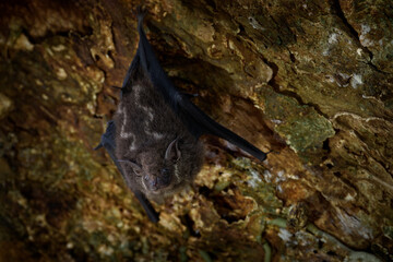Proboscis bat, Rhynchonycteris naso, on the tree trunk in the tropic forest, Braulio Carrillo Np in Costa Rica. Animal in the jungle. Nature wildlife. Close-up detail of bat.