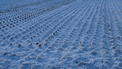 雪に覆われた真っ白な畑