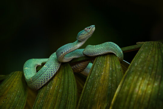Nature in Costa Rica. Snake Bothriechis lateralis, Green Side-stripe mountain Palm-Pitviper on the green palm tree. Viper in the dark jungle tropic forest, Monteverde Reserve in Costa Rica.