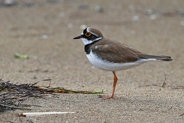 Little Ringed Plover (Charadrius dubius) on sandy beach, taken in Neretva Delta, Croatia