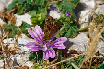 Mallow Skipper (Carcharodus alceae) feeding on nectar from pink flower. Taken in Herzegovina.