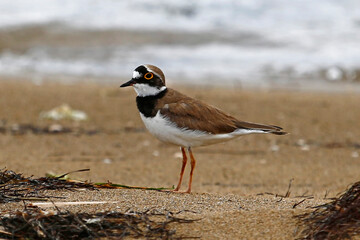 Little Ringed Plover (Charadrius dubius) on sandy beach, taken in Neretva Delta, Croatia