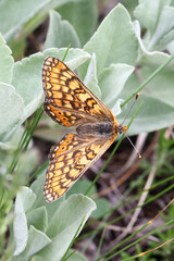 Marsh Fritillary (Euphydryas aurinia) resting on leaves, taken in Herzegovina.