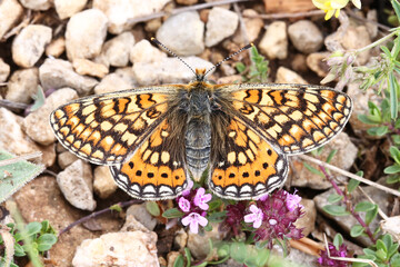 Marsh Fritillary (Euphydryas aurinia) resting on gravel, taken in Herzegovina.