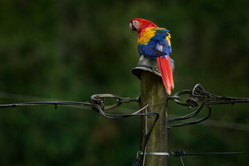 Big red yellow blue parrot on the power electricity line in the green tropic nature. Wildlife Costa Rica, red macaw parrot. Ara macao in the nature habitat. Tropic urban wildlife.