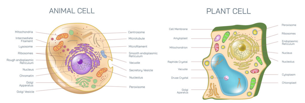 Plant cell and animal cell cross section anatomy vector illustration.A plant cell contains a large, singular vacuole that is used for shape of the cell. In contrast, animal cells have many vacuoles.