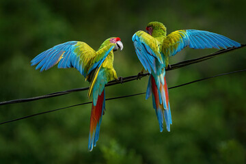 Big parrot pair on the power electricity line in the green tropic nature. Wildlife Costa Rica, green macaw parrot. Ara ambigua fly in the nature habitat. Tropic urban wildlife. Love, two macaw wing.