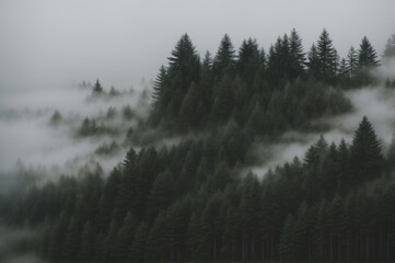 Fog-kissed evergreen woods in a misty scene 