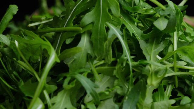 rucola on a wooden stick