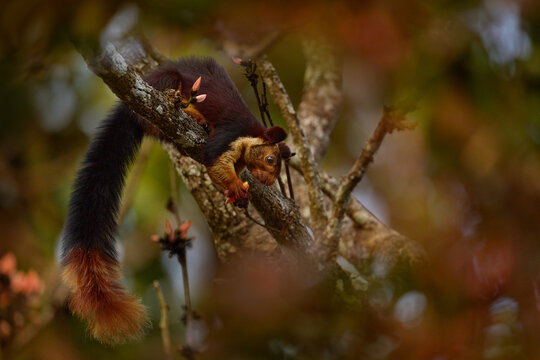 Indian giant squirrel, Ratufa indica, Nagarhole National Park, Karnataka, India in Asia. Big red brown squirrel feeding on the tree, wildlife nature. Giant squirrel in the forest flower tree habitat.