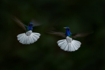Wildlife scene nature. Flying blue and white hummingbird White-necked Jacobin, Florisuga mellivora, from Costa Rica, clear green background. Bird fight, hummingbird. Bird with open wing.