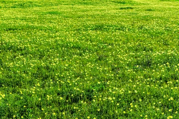 Papier Peint photo Destinations spring green field background with yellow and salad flowers. nature garden backdrop with plant growth