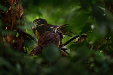Pair of owl in the dark tropic forest. Spectacled Owl, Pulsatrix perspicillata, big owl in nature habitat, sitting on the green tree branch, forest in the background, Braulio Carrillo, Costa Rica.