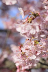 春の日差しを受けて綺麗に咲いた河津桜