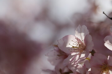 春の日差しを受けて綺麗に咲いた河津桜