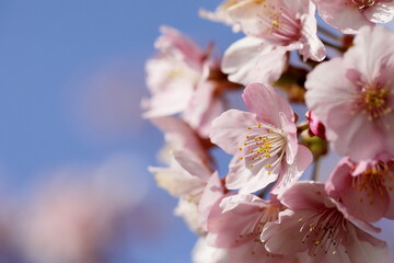 春の日差しを受けて綺麗に咲いた河津桜