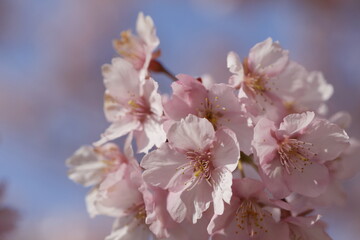 春の日差しを受けて綺麗に咲いた河津桜