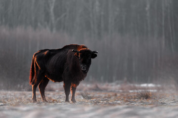 Poland snow winter wildlife. Europhean Bison, Bison bonasus, big brown animal in the nature...