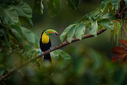 Costa Rica nature, tucan on tree branch. Keel-billed Toucan, Ramphastos sulfuratus, bird with big bill, sitting on the branch in the forest, Boca Tapada, green vegetation, Costa Rica.