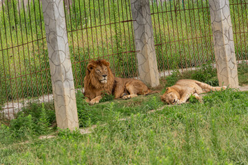 Adult recumbent lions in Pride Park