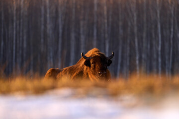 Poland snow winter wildlife. Europhean Bison, Bison bonasus, big brown animal in the nature...