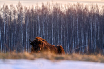 Poland snow winter wildlife. Europhean Bison, Bison bonasus, big brown animal in the nature habitat, s, Bialowieza NP, Poland. Wildlife scene from nature. Big brown European bison.