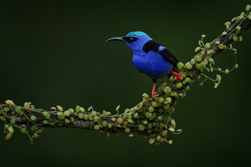 Costa Rica nature. Blue bird Red-legged Honeycreeper, Cyanerpes cyaneus, exotic tropical animal with red legs from Costa Rica. Tinny songbird in the nature habitat. Tanager birdwatching America