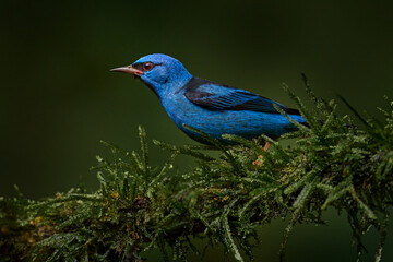 Blue dacnis or turquoise honeycreeper, Dacnis cayana, small passerine bird from Costa rica. Blue bird in the nature habitat, sitting on the gree branch in the forest, Boca Tapada, wildlife nature.