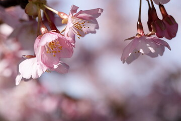 春の日差しを受けて綺麗に咲いた河津桜