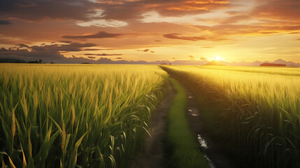 Sugarcane field and cloudy sky at sunset